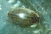 Rhantus suturalis
