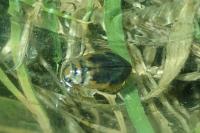 Hygrobia hermanni