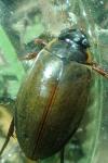 Colymbetes fuscus