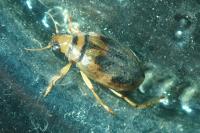 Hygrobia hermanni