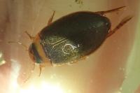 Rhantus