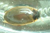 Colymbetes fuscus