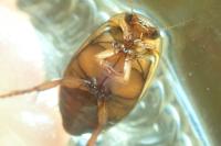 Rhantus