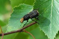 Platyrhinus resinosus