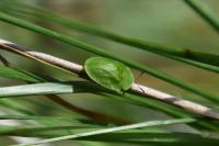 Cassida viridis