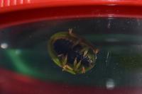 Cassida viridis