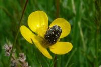 Oxythyrea funesta