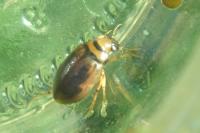 Hygrobia hermanni