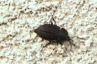 Silpha carinata