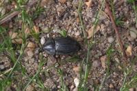 Phosphuga atrata