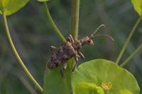 Rhagium sycophanta