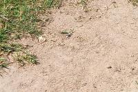 Cicindela campestris