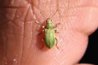 Pachyrhinus lethierryi