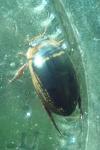 Hydaticus transversalis