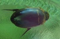 Hydaticus transversalis