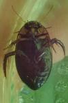 Hydaticus transversalis