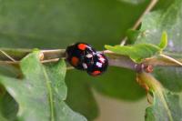 Harmonia axyridis
