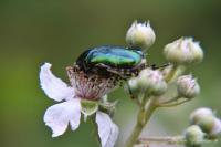 Cetonia aurata