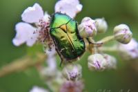 Cetonia aurata