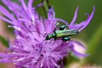 Oedemera nobilis