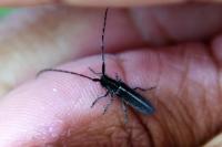 Agapanthia cardui