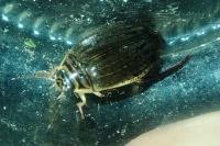 Acilius sulcatus