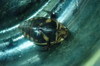 Acilius sulcatus