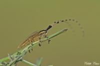 Agapanthia dahli