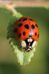 Harmonia axyridis