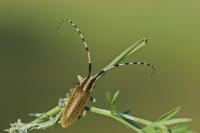 Agapanthia dahli