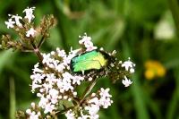 Cetonia aurata