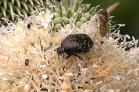 Oxythyrea funesta