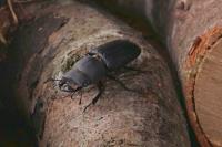 Dorcus parallelipipedus