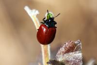 Chrysomela populi