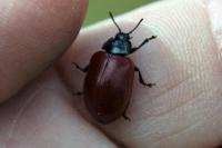 Chrysomela populi