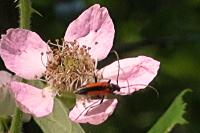 Stenurella melanura