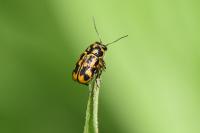 Pachybrachis hieroglyphicus
