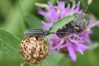 Agapanthia cardui