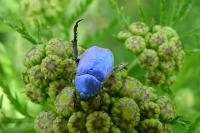 Hoplia coerulea