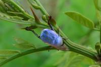 Hoplia coerulea