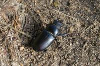 Lucanus cervus cervus
