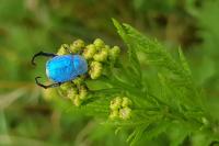 Hoplia coerulea