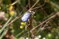 Hoplia coerulea