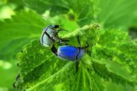 Hoplia coerulea