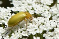 Cteniopus