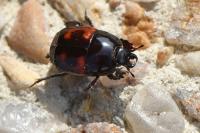 Hister quadrimaculatus