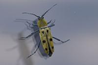 Chlorophorus glabromaculatus