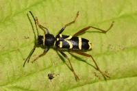 Clytus arietis
