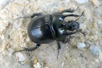 Typhaeus typhoeus