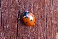 Coccinella septempunctata